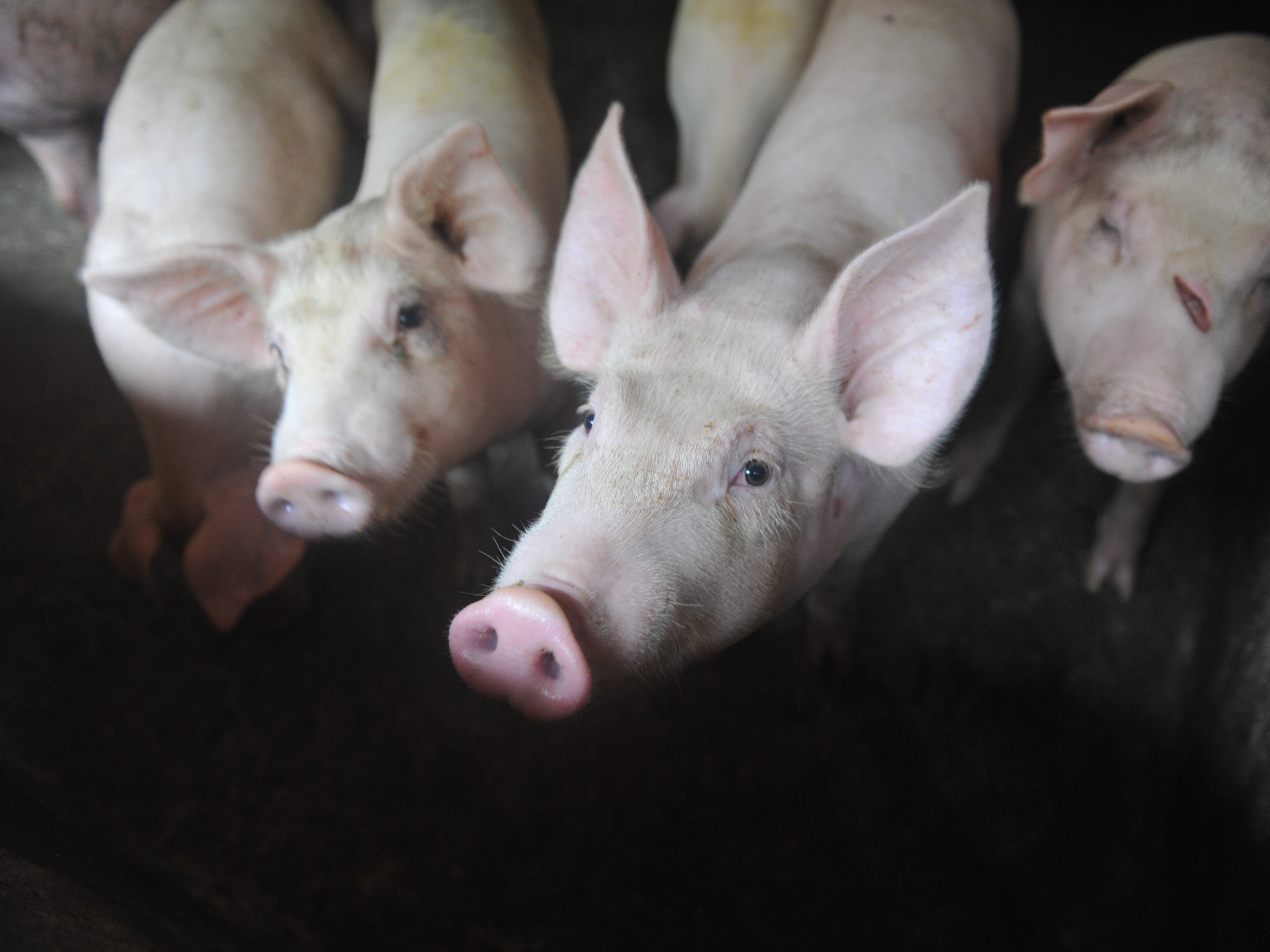 caption: Pigs in a pen in a village in Linquan County, China.