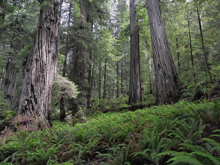 caption: Hyperion is located in a closed part of the Redwood National Park. Still, many visitors have attempted to go off trail to observe the tree.