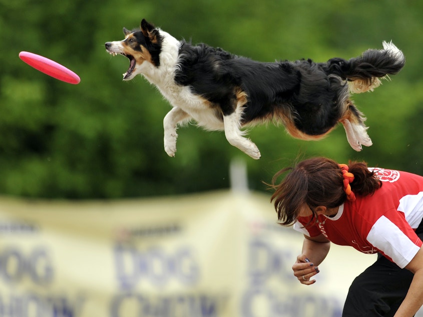 caption: A border collie jumps to catch a flying disc during a competition. New research suggests that dog stress mirrors owner stress, especially in dogs and humans who compete together.