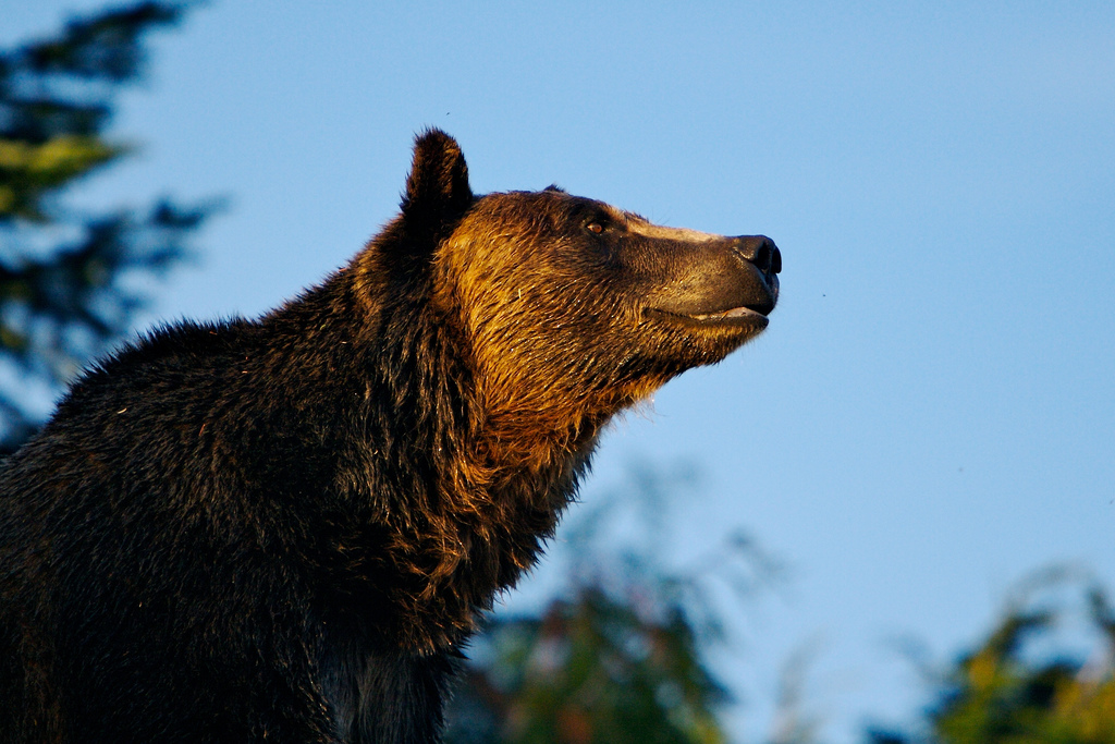 KUOW - Grizzly Bears Are Coming Back To The North Cascades, Eventually