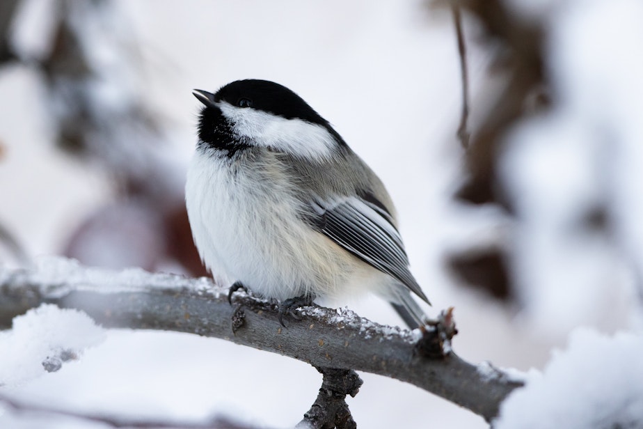 caption: A black-capped chickadee photographed in December in Anchorage, Alaska.