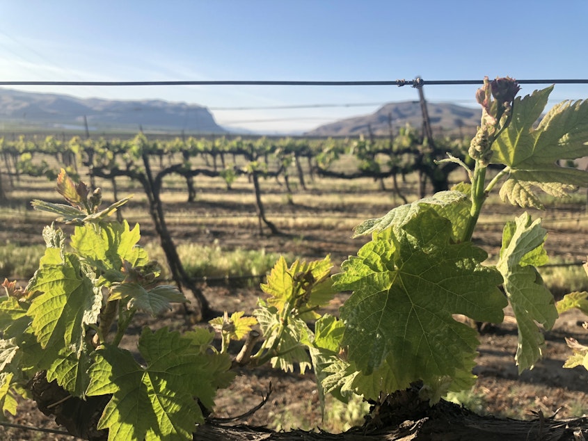 caption: Wine grapes are unfurling their young spring leaves in the shadow of central Washington’s Sentinel Gap. This dramatic view can be seen just from the edge of Mattawa, a small farming community near the Columbia River. 