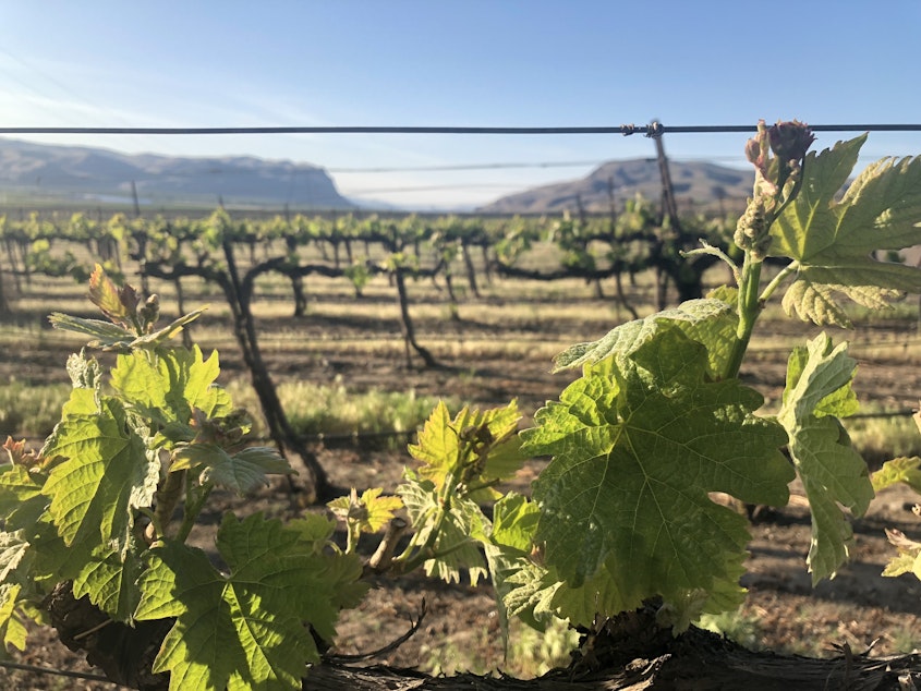 caption: Wine grapes are unfurling their young spring leaves in the shadow of central Washington’s Sentinel Gap. This dramatic view can be seen just from the edge of Mattawa, a small farming community near the Columbia River.
