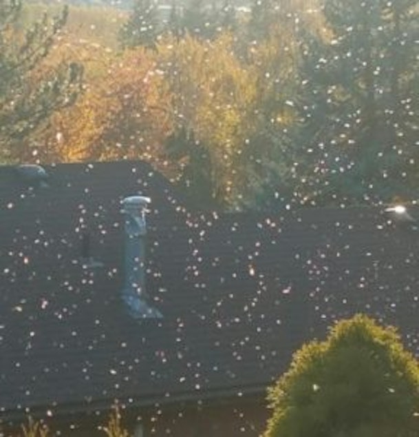 caption: Swarms of aphids pulse the air in Moscow, Idaho, during a late-October afternoon.
