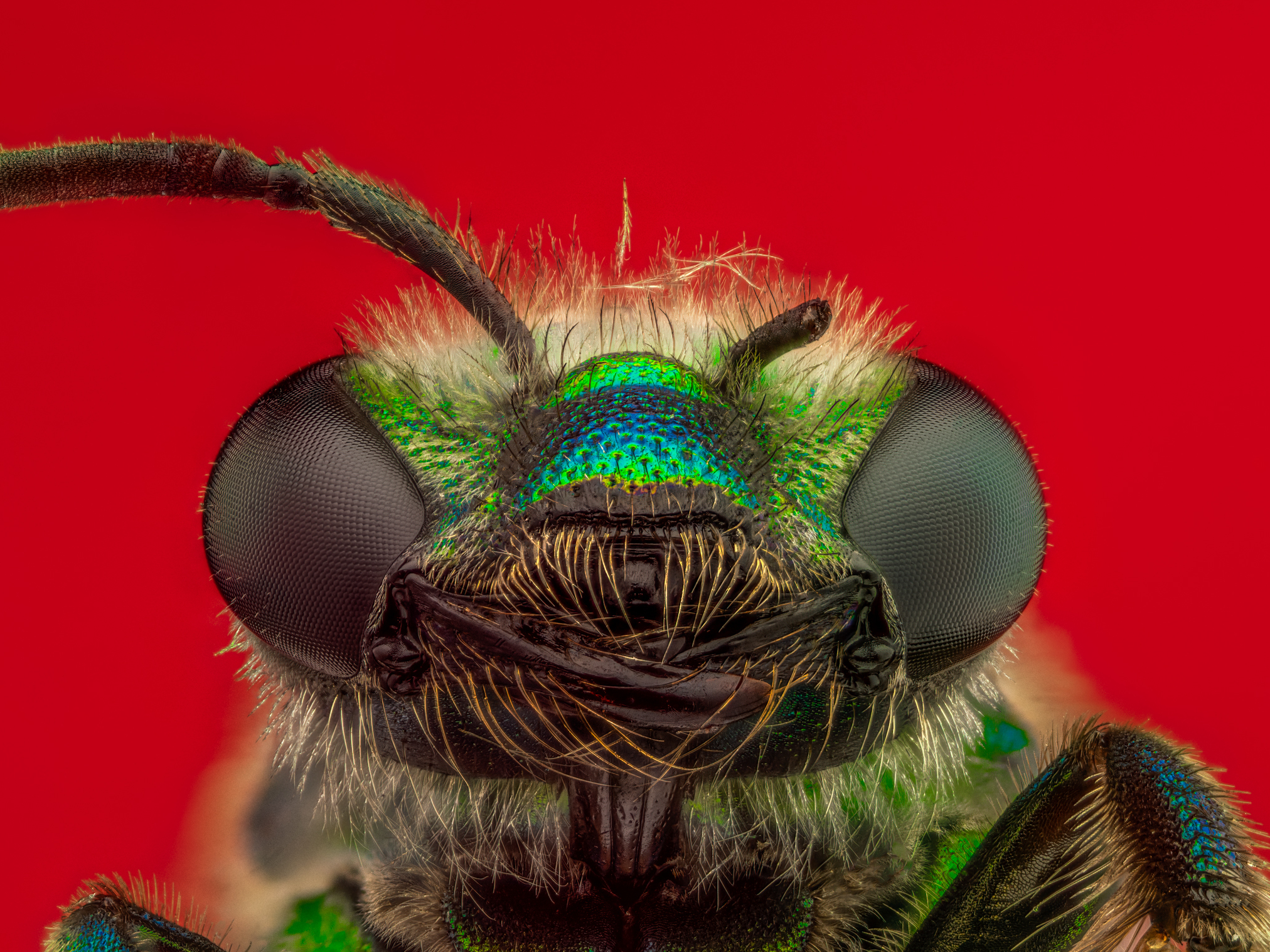 caption: Green Orchid Bee, <em>Euglossa dilemma</em>