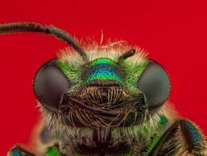 caption: Green Orchid Bee, <em>Euglossa dilemma</em>
