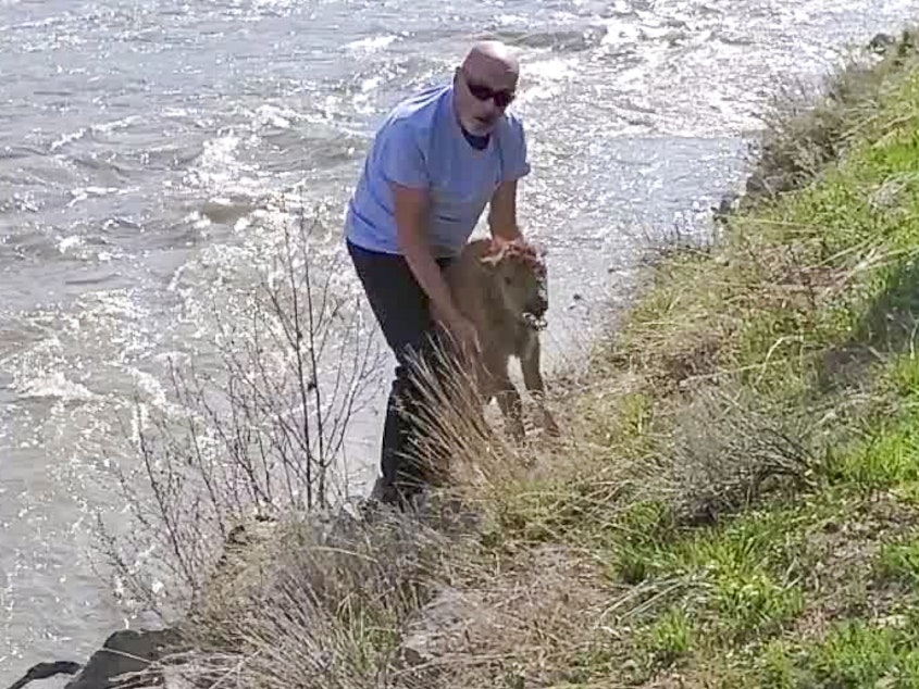 caption: A photo shared by the National Park Service shows a park visitor attempting to help a stranded bison calf reunite with its herd. The plan ultimately ended the animal's chance of survival.