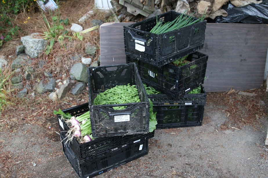 caption: Food grown and harvested for the Ballard Food Bank