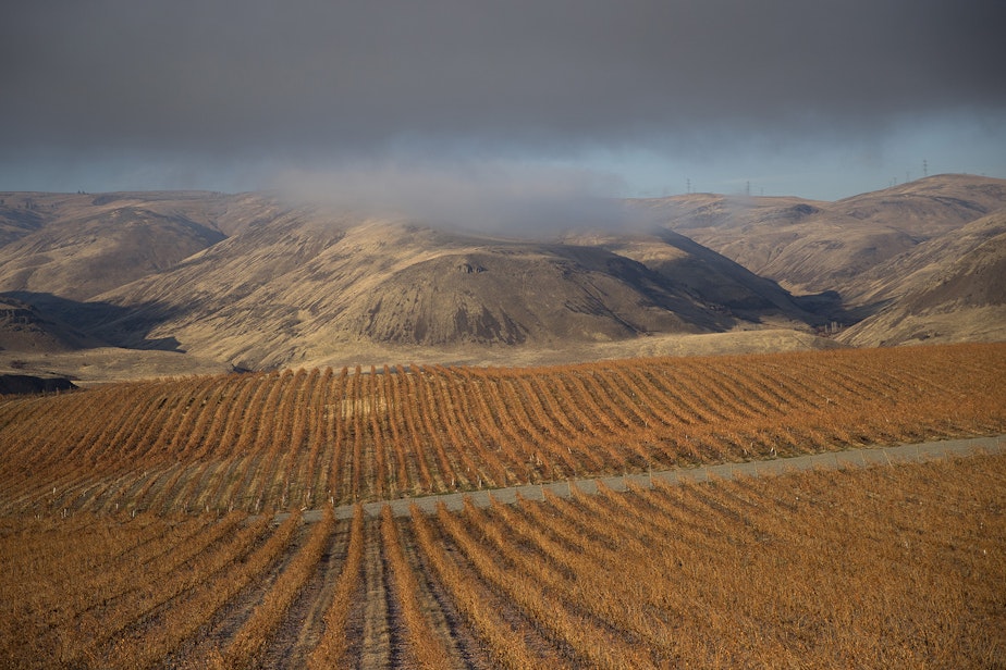 caption: Orchards and vineyards are shown along the Columbia River on Tuesday November, 20, 2018, near Rock Island. 