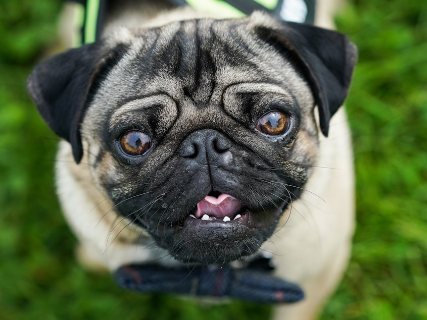 caption: A pug reacts to the camera on the first day of the Festival of Dogs weekend at Castle Howard on May 21, 2022 in York, England.