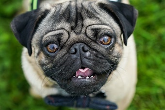 caption: A pug reacts to the camera on the first day of the Festival of Dogs weekend at Castle Howard on May 21, 2022 in York, England.