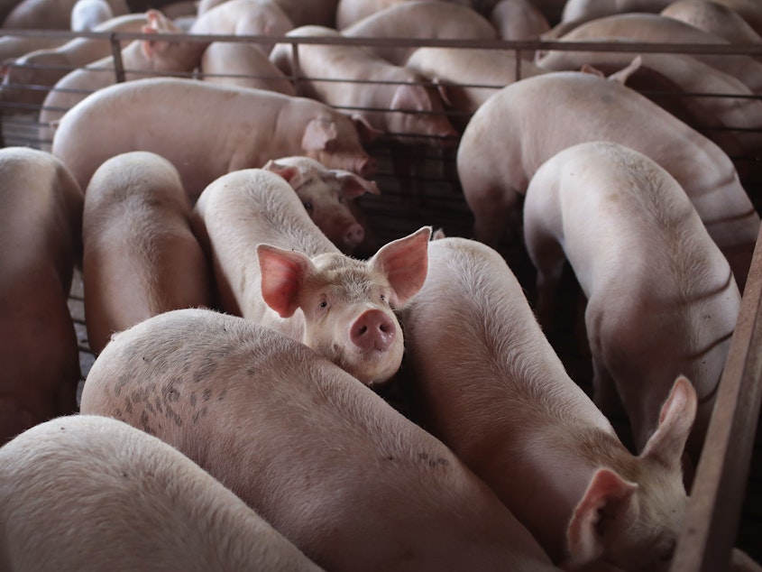 caption: With meatpacking plants reducing processing capacity nationwide, U.S. hog farmers are bracing or an unprecedented crisis: the need to euthanize millions of pigs.