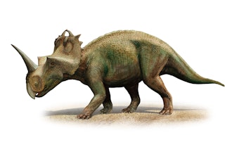 caption: Scientists in Canada have diagnosed malignant cancer for the first time in a dinosaur, a <em>Centrosaurus apertus</em> from 76 to 77 million years ago.