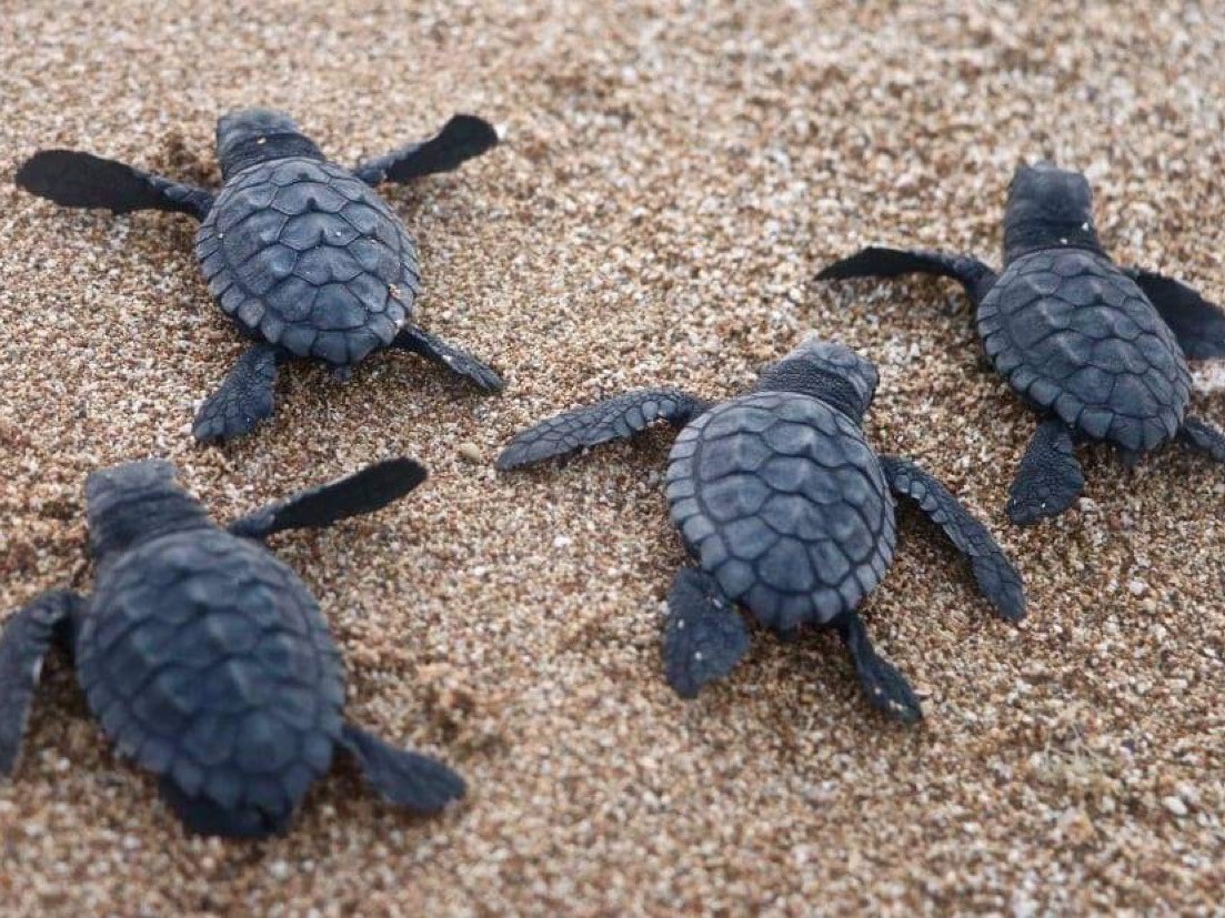 caption: Sea turtle hatchlings make their way to the water last month at Al-Mansouri Beach in Lebanon, which is reporting a flourishing turtle population.