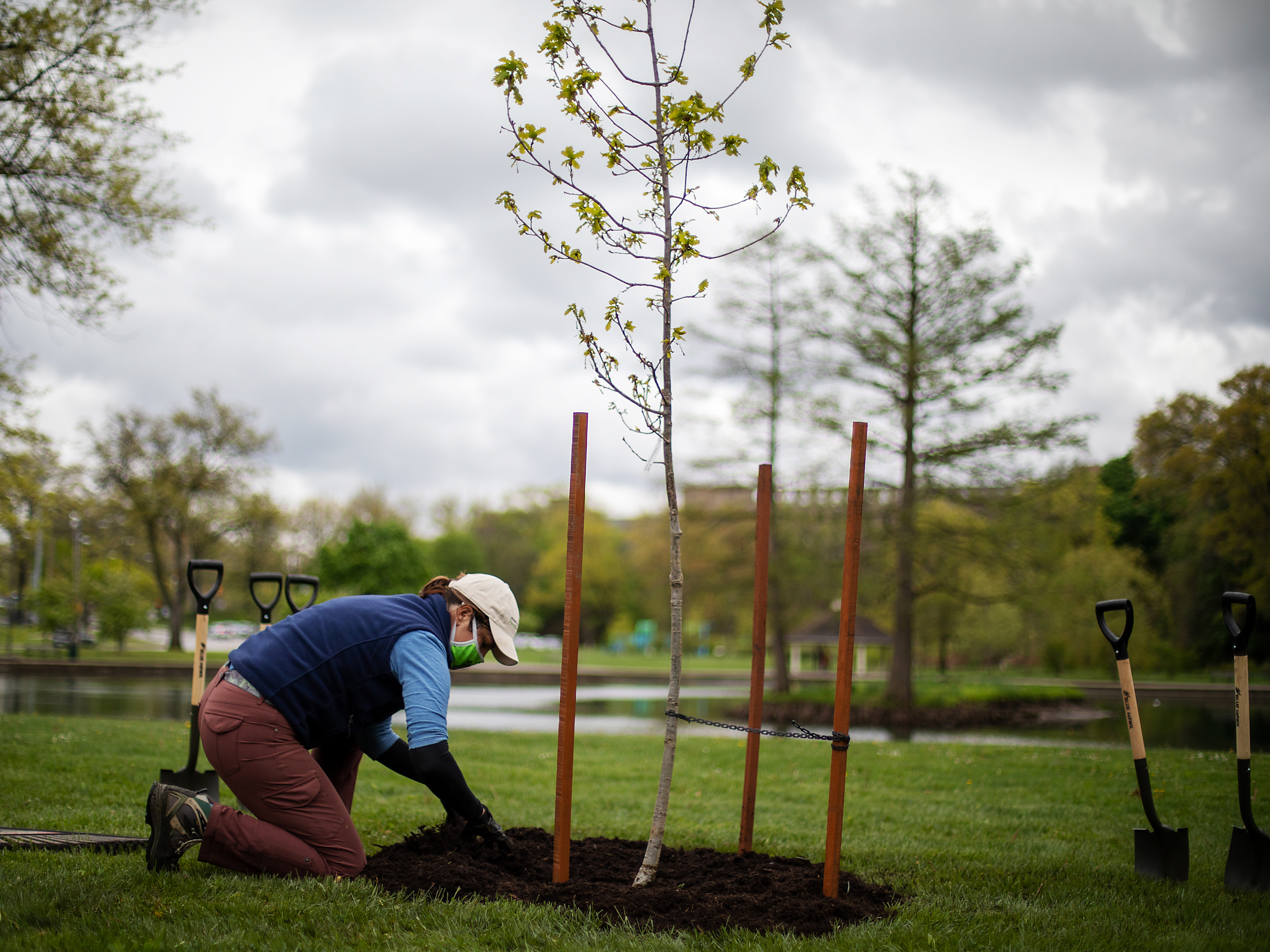 caption: Courtney Blashka, director of community forestry & conservation at Holden Forests & Gardens, tidies up the soil around a newly planted oak tree that's a clone of the tree that Jesse Owens planted.