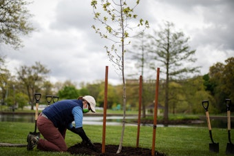 caption: Courtney Blashka, director of community forestry & conservation at Holden Forests & Gardens, tidies up the soil around a newly planted oak tree that's a clone of the tree that Jesse Owens planted.