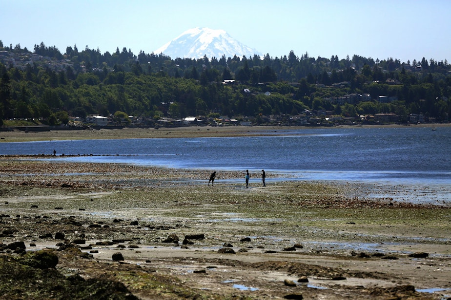 caption: Mount Rainier looks over intrepid tidepoolers during low tide at Constellation Park in Seattle. June 5th 2023,