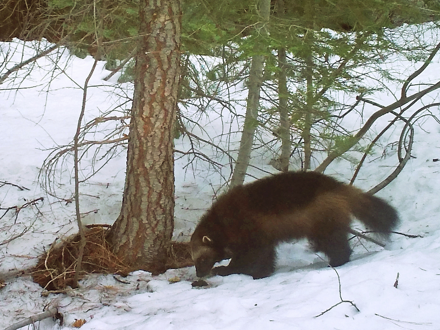 caption: This photo provided by the California Department of Fish and Wildlife, from a remote camera set by biologist Chris Stermer, shows a wolverine in the Tahoe National Forest near Truckee, Calif., on Feb. 27, 2016, a rare sighting of the elusive species in the state. Scientists estimate that only about 300 wolverines survive in the contiguous U.S.