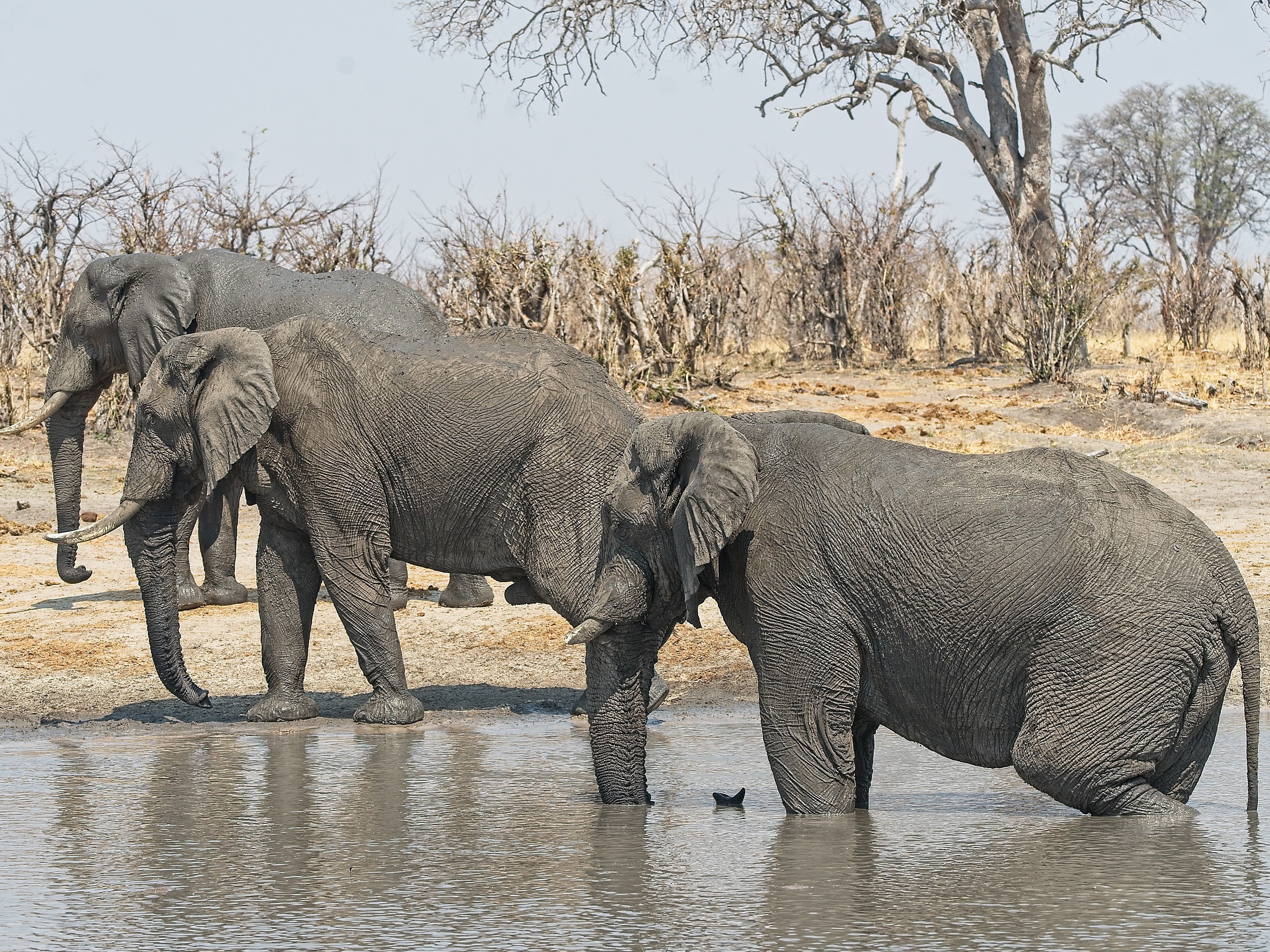 caption: Elephants at a water pan in Hwange National Park in north western Zimbabwe. The sanctuary has a capacity for 15,000 elephants, but it currently hosts more than 45,000 according to ZimParks, the country's wildlife management authority.