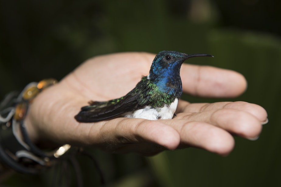 caption: This is a male White-necked Jacobin hummingbird. He can be identified by his brightly colored feathers. The flashy colors is a warning to "watch out. I am a bully," according to postdoctoral researcher Jay Falk. 