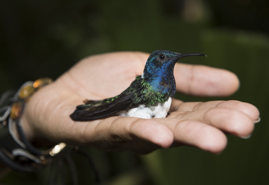 caption: This is a male White-necked Jacobin hummingbird. He can be identified by his brightly colored feathers. The flashy colors is a warning to "watch out. I am a bully," according to postdoctoral researcher Jay Falk. 