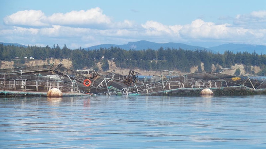 caption: A forklift teeters amid the wreckage of a Cooke Aquaculture salmon farm on Aug. 19