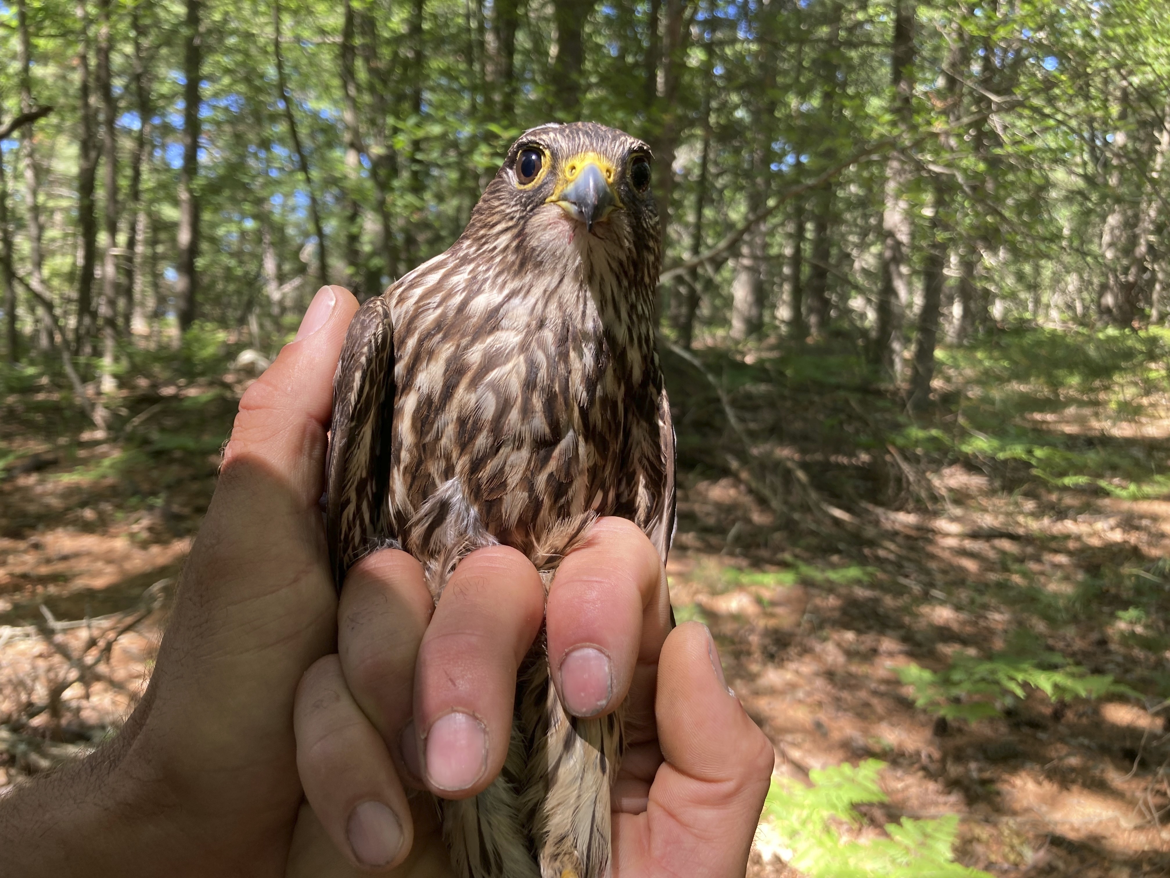 caption: A captured merlin is held near Lake Michigan on June 27 near Glen Arbor, Mich., where it will be fitted with a leg band and tracking device. The mission will enhance knowledge of a species still recovering from a significant drop-off caused by pesticides and help wildlife managers determine how to prevent merlins from attacking endangered piping plovers.
