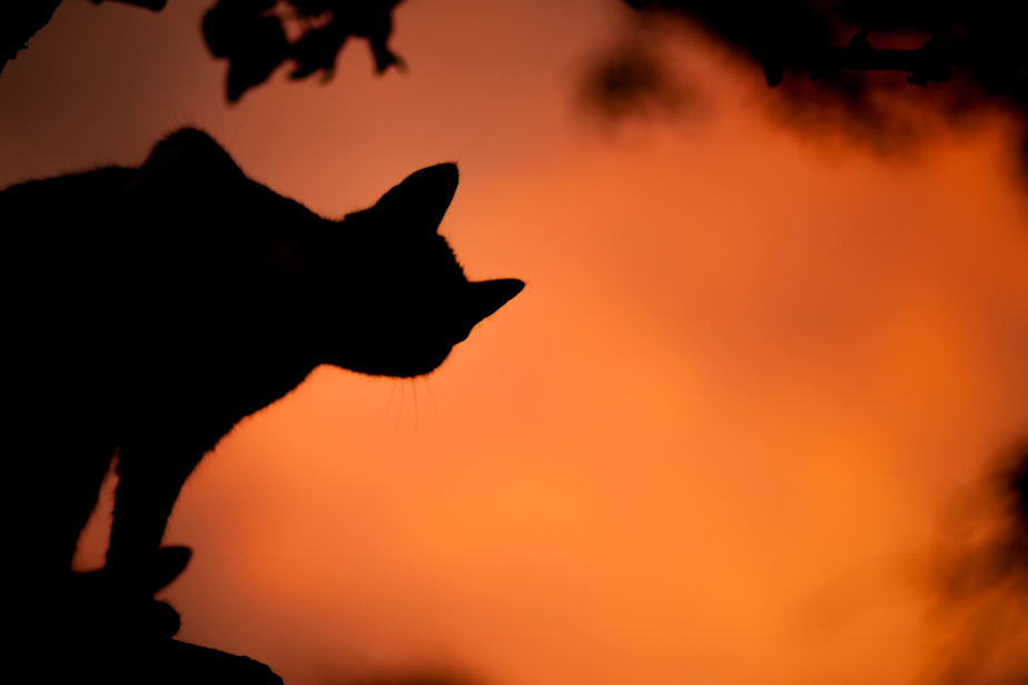caption: Halloween cat.