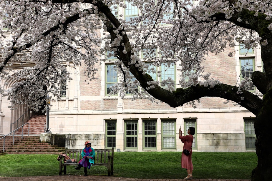 caption: Cherry blossoms in bloom on the University of Washington campus in Seattle on March 23, 2022.