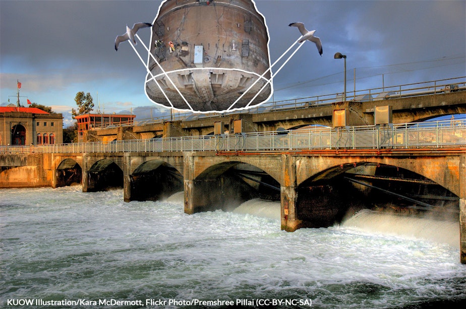 caption: In the Northwest, fisheries managers move salmon around dams using trucks and cannons. Why not a tunnel under the city of Seattle?