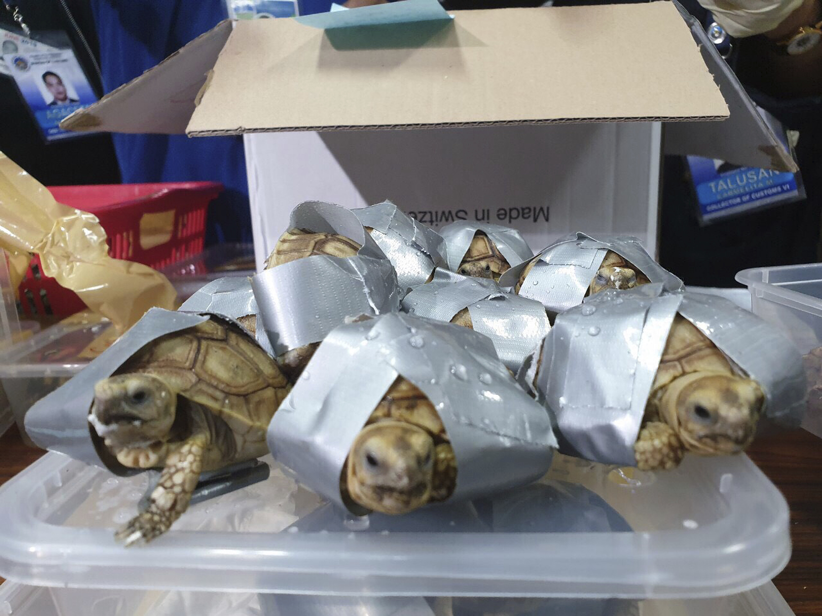 caption: Filipino authorities said that they found more than 1,500 live turtles and tortoises stuffed inside luggage at Manila's airport.