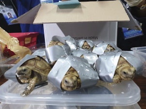caption: Filipino authorities said that they found more than 1,500 live turtles and tortoises stuffed inside luggage at Manila's airport.