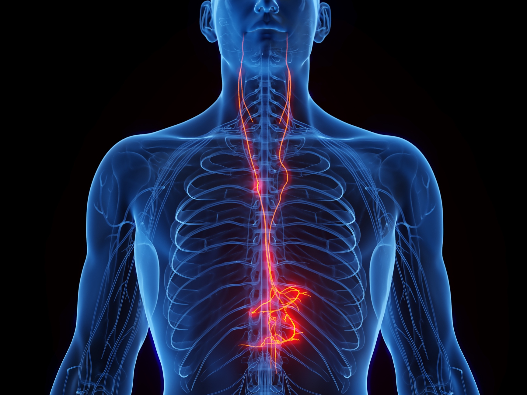 caption: An illustration of the Vagus nerve, which is part of the autonomic nervous system.