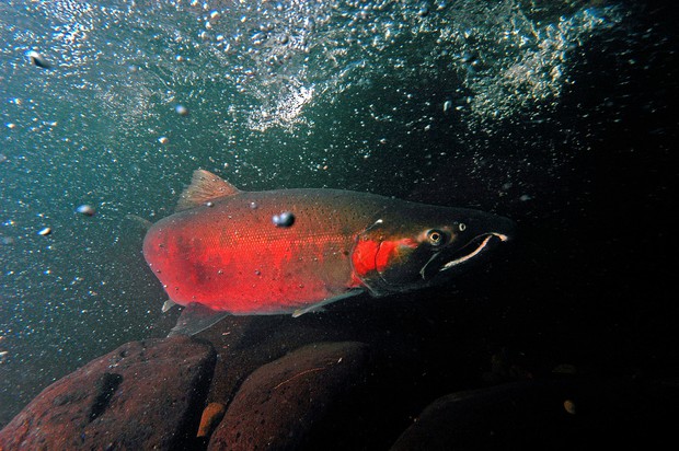 caption: <p>A coho salmon makes its way up Cedar Creek on its way to the Sandy fish hatchery.</p>