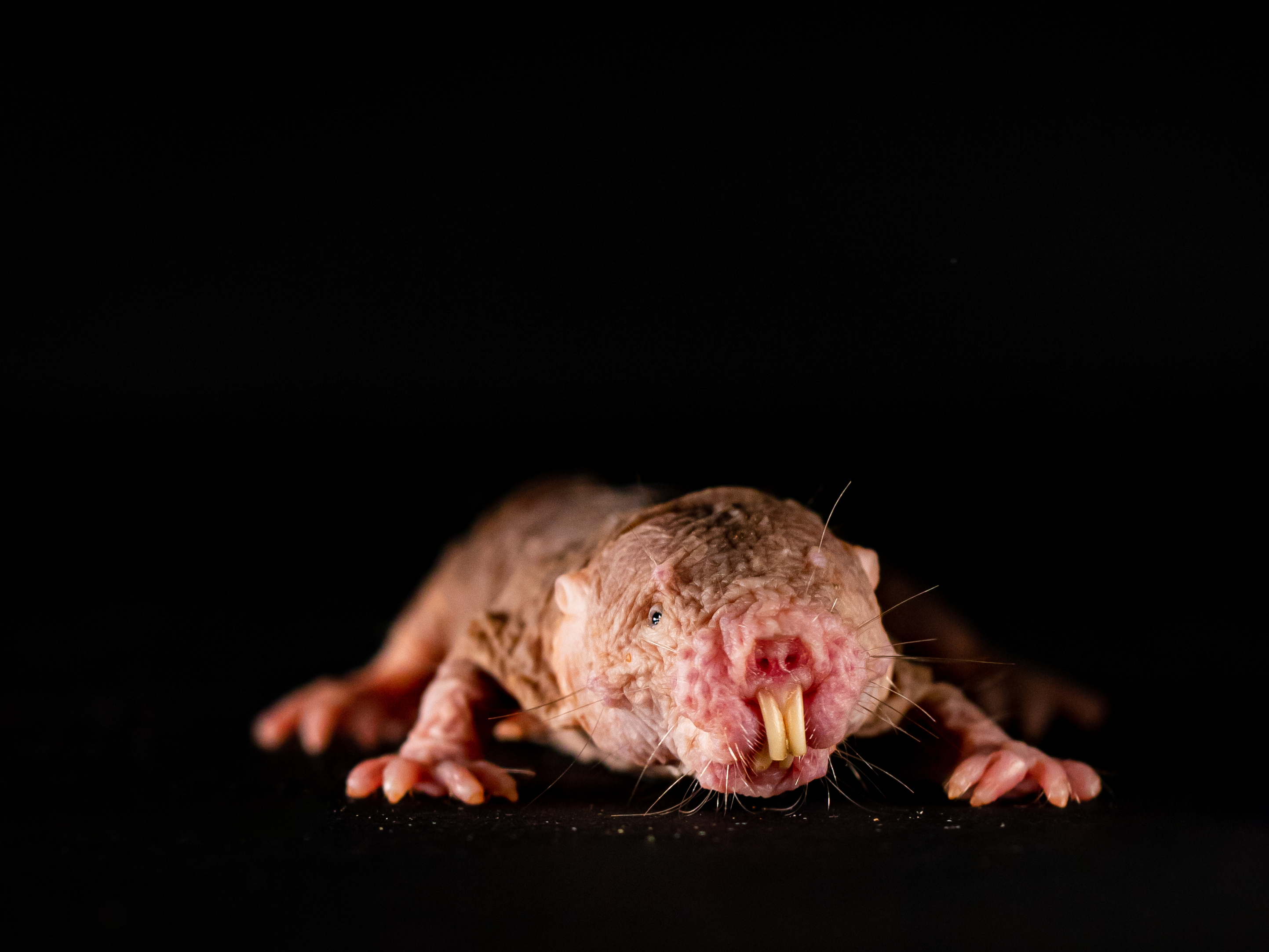 caption: Naked mole rats are very communicative creatures, they quietly chirp, squeak, twitter or even grunt to one another. The scientists wanted to find out whether these vocalizations have a social function for the animals – and found that each colony has its own dialect that promotes social cohesion.