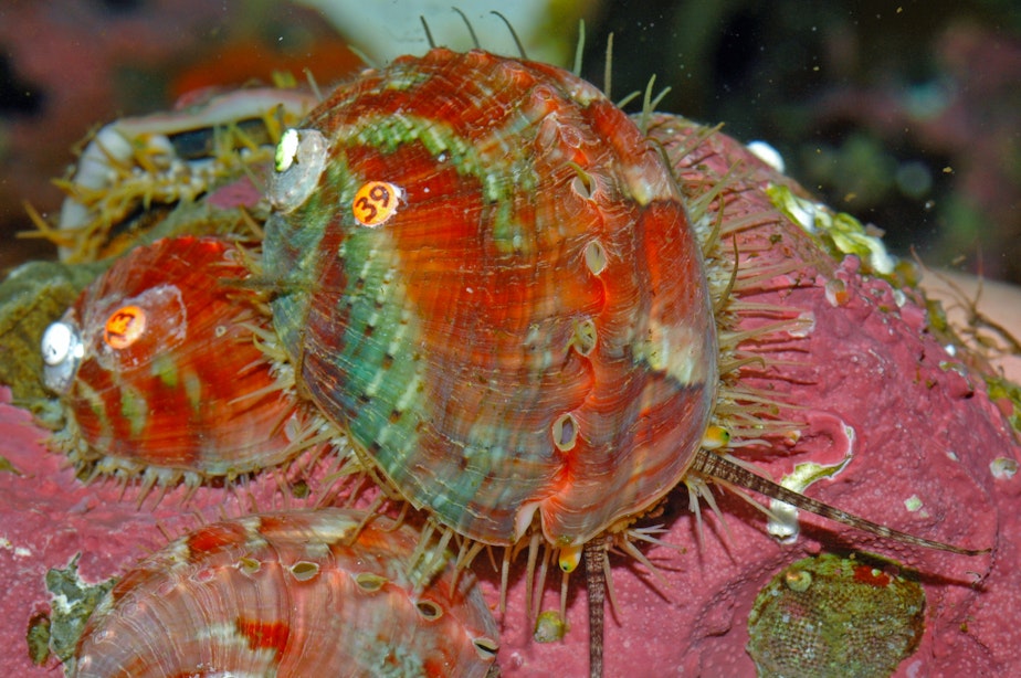 caption: Pinto abalone, a prized and nearly extinct sea snail from the San Juan Islands