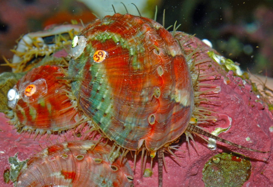 caption: Pinto abalone, a prized and nearly extinct sea snail from the San Juan Islands