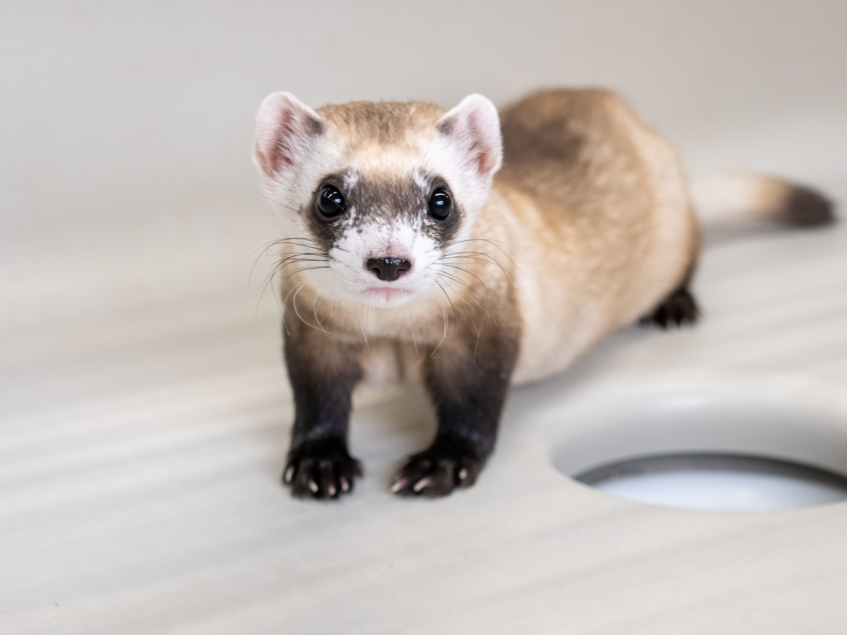 caption: A baby black-footed ferret clone born at the National Black-Footed Ferret Conservation Center, in Carr, Colo., in 2024. The center, which is part of the Interior Department, is facing severe financial pressure due to budget cuts driven by the new Trump administration.