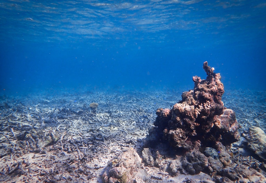 caption: A damaged coral reef in Sulawesi, Indonesia.