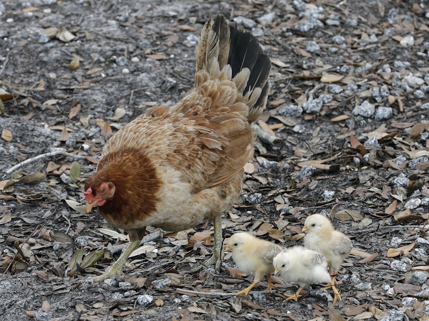caption: A chicken looks for food with her chicks June 3, 2020, in Tampa, Fla. The Centers for Disease Control and Prevention is warning people to refrain from snuggling with backyard poultry, citing concerns about spreading salmonella.