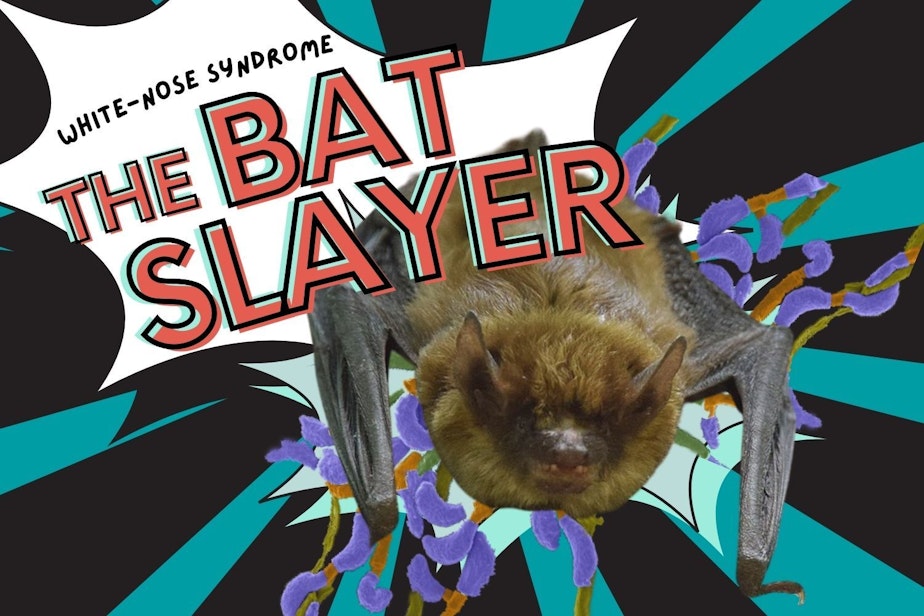 caption: This story is Part 1 of our series, KUOW's League of Murder Creatures. In this photo illustration, the microscopic fungus that causes white-nose syndrome lurks behind a bat.