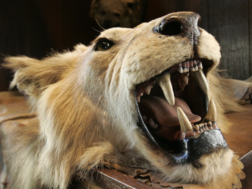 caption: The head and skin of an East African lion killed at the turn of the century by President Theodore Roosevelt decorates The Explorers Club in New York. A committee designed to advise the Department of Interior on the benefits of big-game hunting was dissolved in December after two years.
