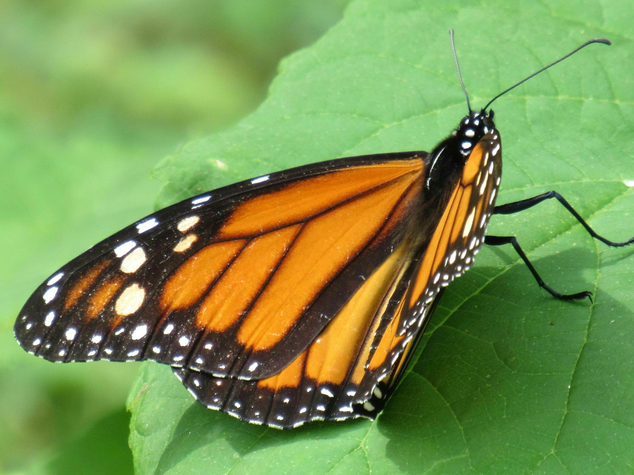 caption: The white spots on a monarch butterfly's wings seem to help it migrate.