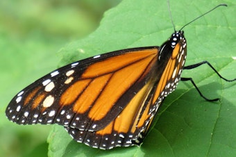caption: The white spots on a monarch butterfly's wings seem to help it migrate.