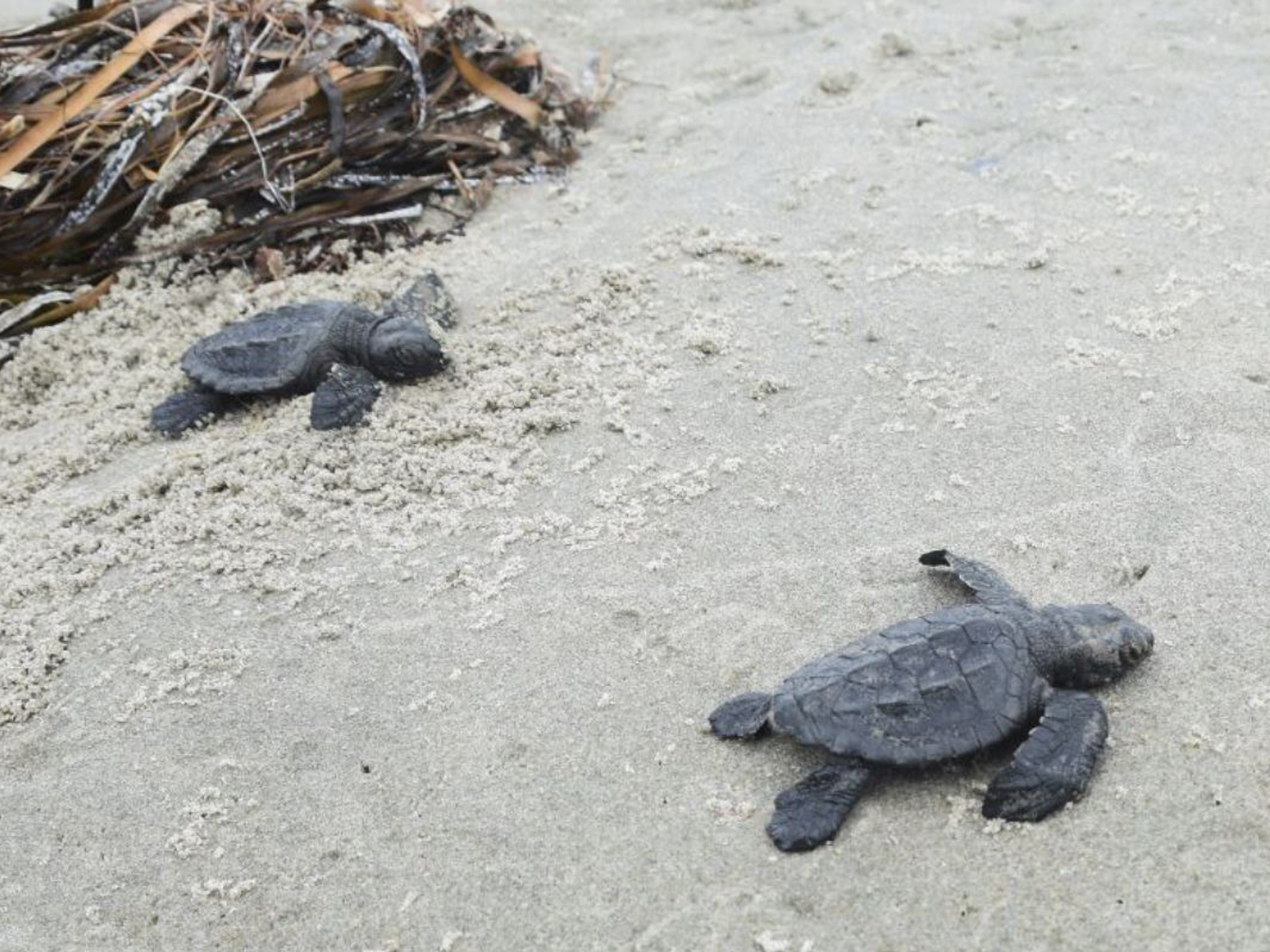 caption: This undated photo provided by the Coastal Protection and Restoration Authority in August 2022 shows a newly hatched Kemp's ridley sea turtle making its way out to the Gulf of Mexico from Louisiana's Chandeleur Islands.