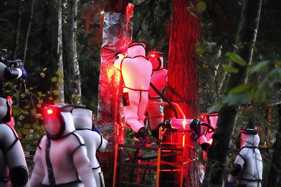 caption: Washington State Department of Agriculture workers, wearing protective suits and working in pre-dawn darkness illuminated with red lamps, vacuum a nest of Asian giant hornets from a tree Saturday, Oct. 24, 2020, in Blaine, Wash. 
