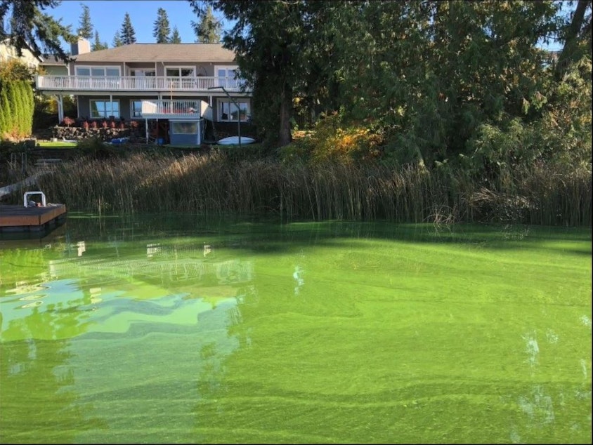 caption: Toxic algae covers the surface of Lake Kitsap in Bremerton in 2019.