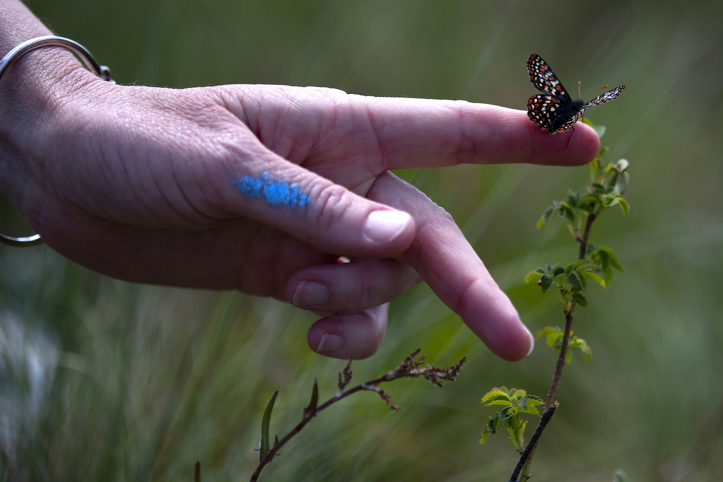 caption: Erica Henry, a prairie ecologist with the Washington Department of Fish and Wildlife, releases a Taylor’s checkerspot butterfly at Scatter Creek Wildlife Area on Wednesday, April 30, 2025, in Thurston County. As butterfly populations nationwide decline rapidly, these rare checkerspots appear to be making a comeback in some grassy corners of the Puget Sound region. And 20 years of intensive human effort has likely helped them rebound.