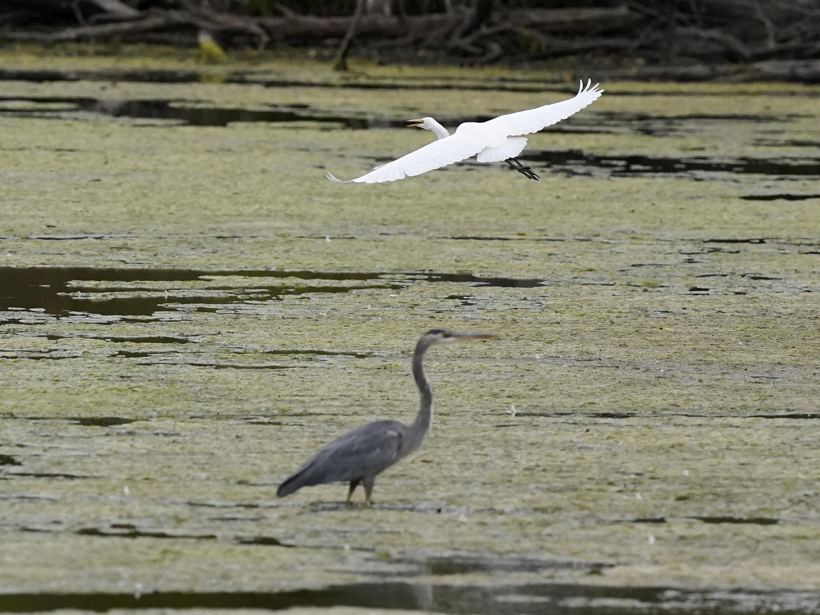 caption: A great egret flies above a great blue heron in a wetland inside the Detroit River International Wildlife Refuge in Trenton, Mich., on Oct. 7. The Biden administration has announced a finalized rule for federal protection of hundreds of thousands of small streams, wetlands and other waterways.