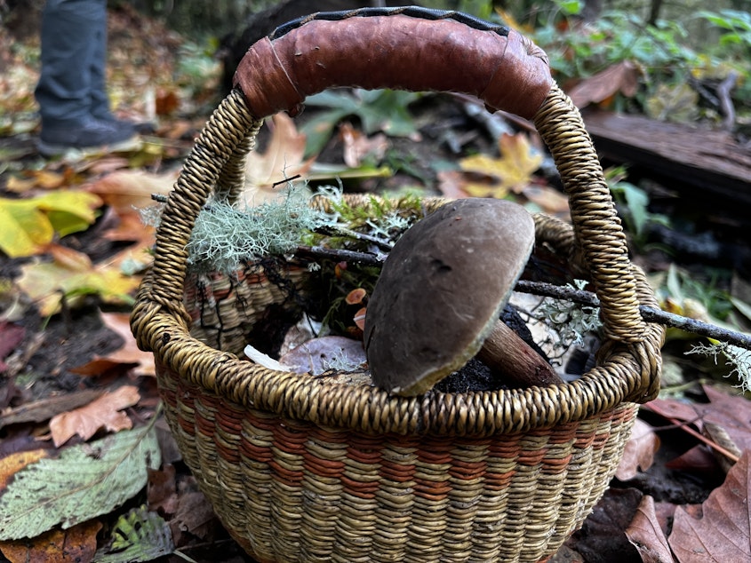 caption: Along with a mushroom knife, a forager's basket is an essential tool for mushrooming. Here, a member's basket is filled with mushrooms, sticks, and moss.